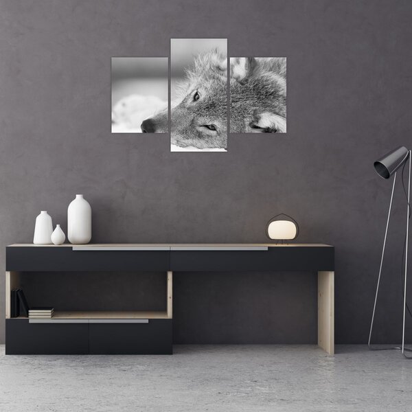 Tablou - Lup,alb-negru (90x60 cm)