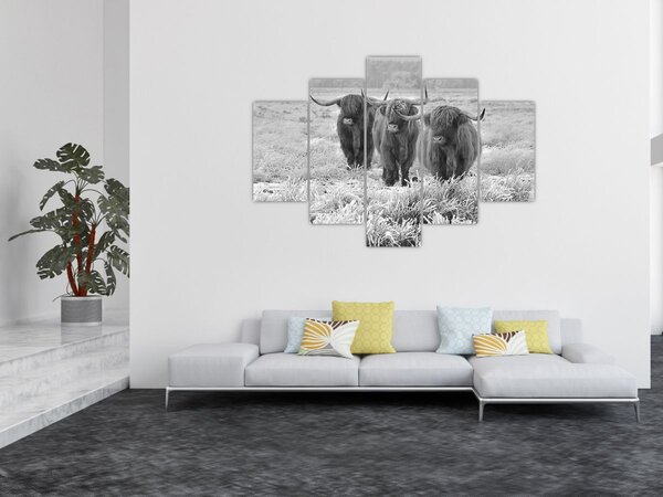 Tablou - Vaci scoțiene,alb-negru (150x105 cm)