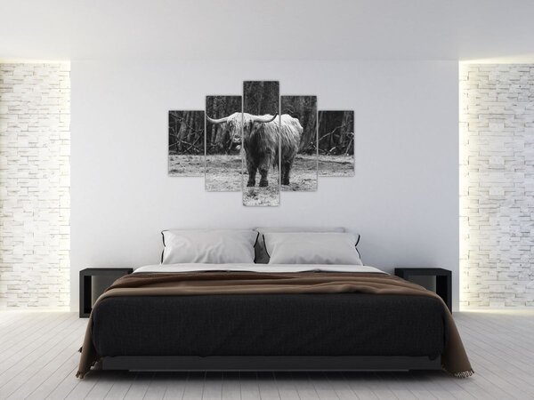 Tablou - Vacă scoțiană 3,alb-negru (150x105 cm)