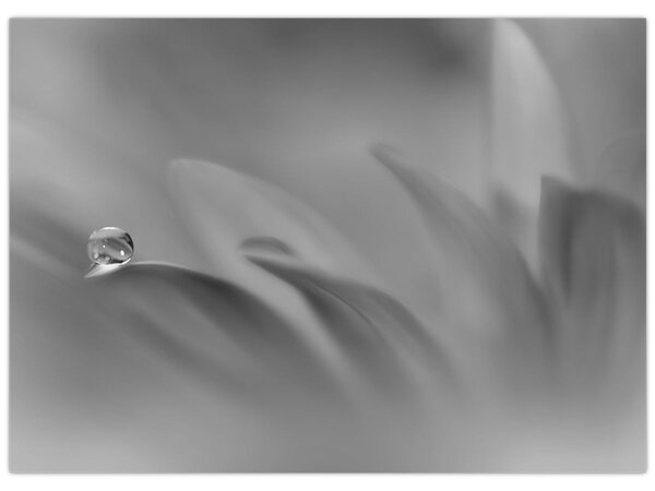 Tablou - Picătură pe floare,alb-negru (70x50 cm)