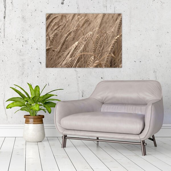 Tablou - Câmpul de aur (70x50 cm)