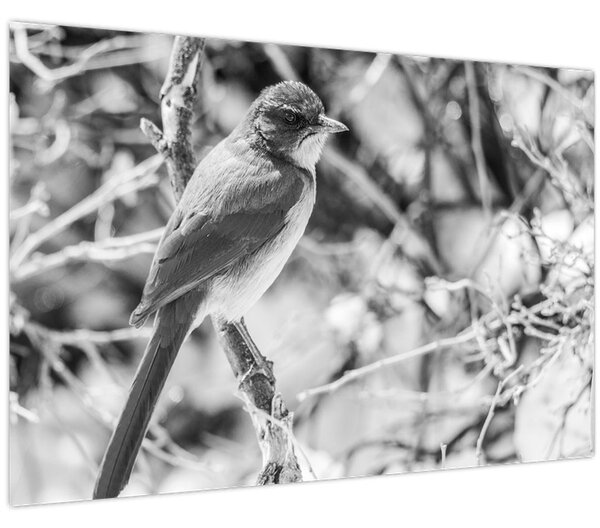 Tablou - Bluebird în timpul iernii (90x60 cm)
