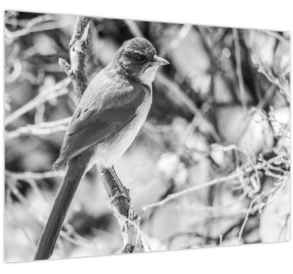 Tablou - Bluebird în timpul iernii (70x50 cm)