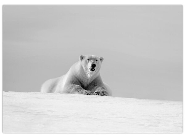 Tablou - Ursul polar (70x50 cm)