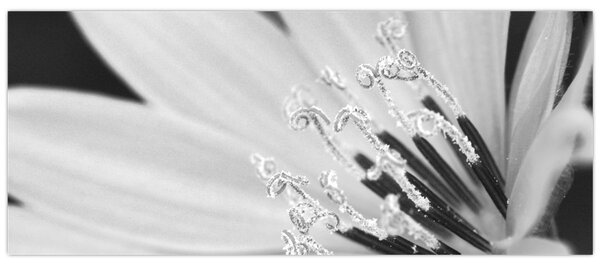 Tablou - Floare albă și neagră (120x50 cm)