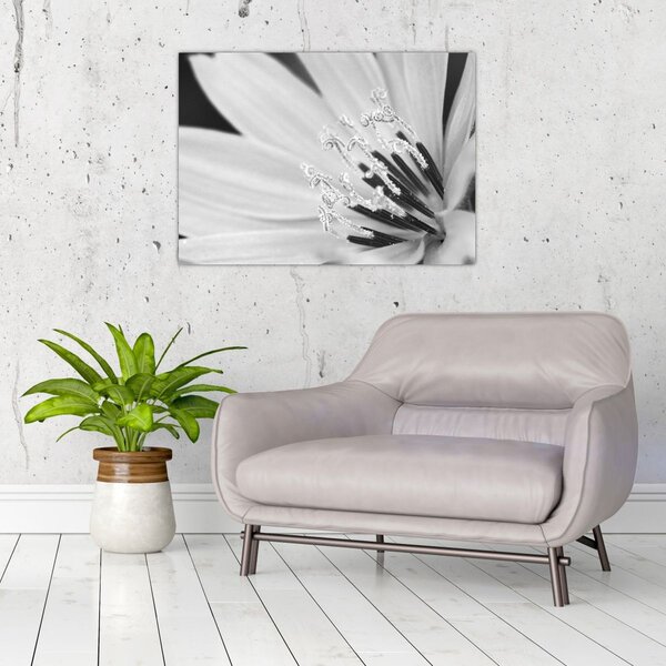 Tablou - Floare albă și neagră (70x50 cm)