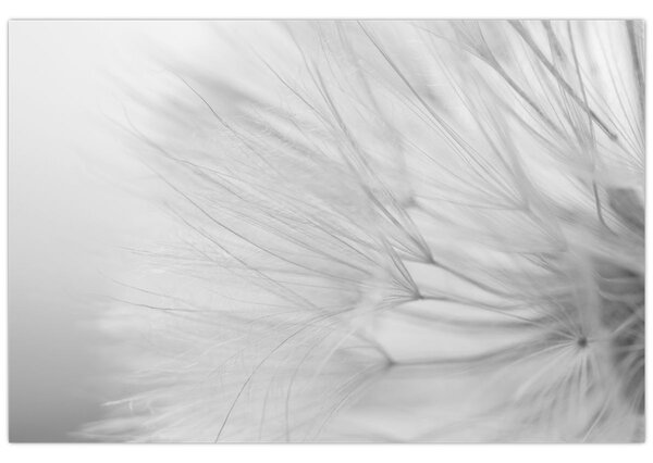 Tablou - Dandelion (90x60 cm)
