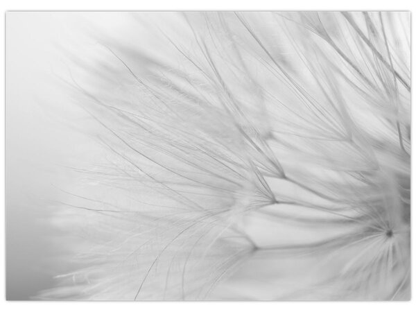 Tablou - Dandelion (70x50 cm)