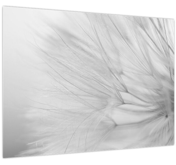 Tablou - Dandelion (70x50 cm)