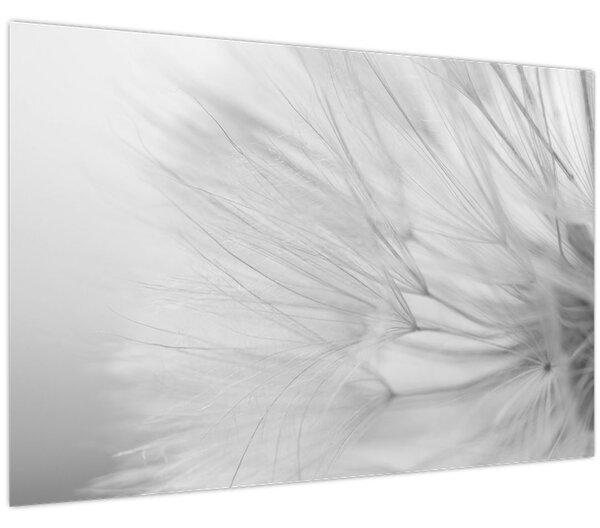 Tablou - Dandelion (90x60 cm)