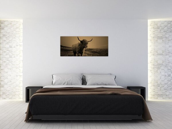 Tablou - Vacă scoțiană pe fugă (120x50 cm)