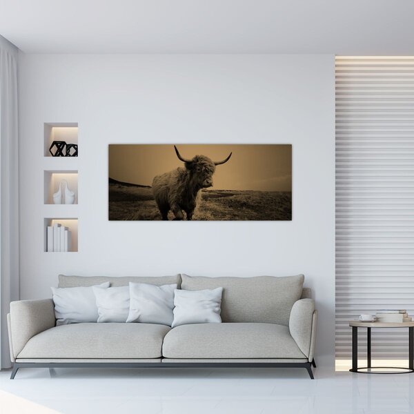 Tablou - Vacă scoțiană pe fugă (120x50 cm)