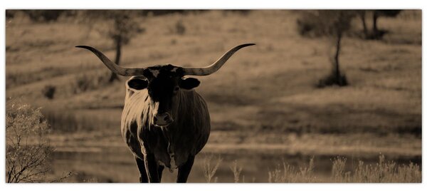 Tablou - Vacă din Texas (120x50 cm)