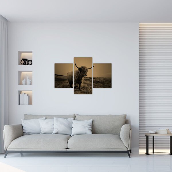 Tablou - Vacă scoțiană pe fugă (90x60 cm)