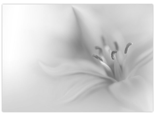 Tablou - Crin delicat (70x50 cm)