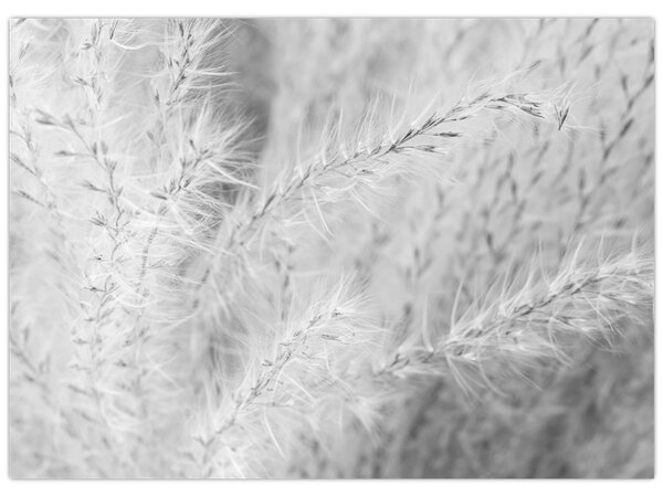 Tablou - Iarbă de pampas N⁰1 (70x50 cm)