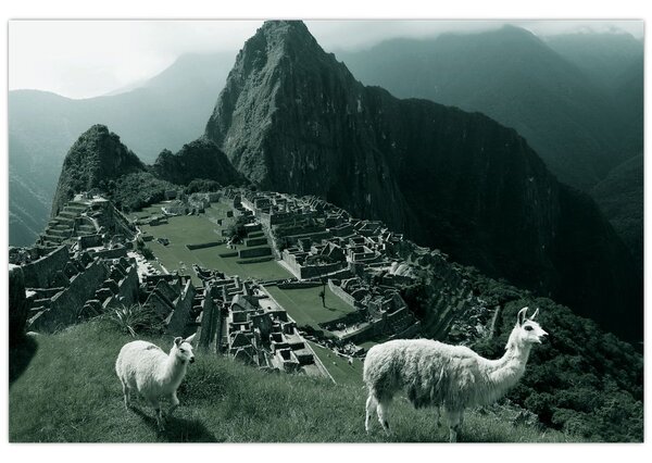 Tablou - Lamas la Machu Picchu în Peru (90x60 cm)