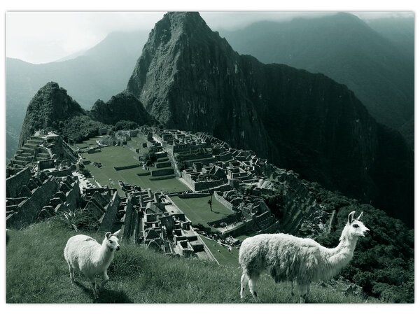 Tablou - Lamas la Machu Picchu în Peru (70x50 cm)