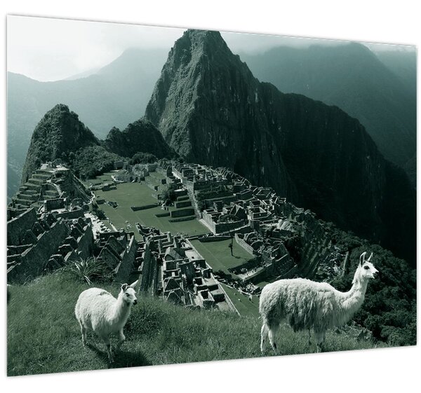 Tablou - Lamas la Machu Picchu în Peru (70x50 cm)