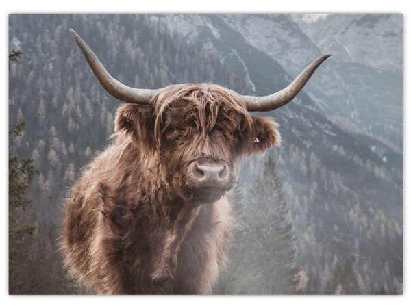 Tablou - Vaca Highlander (70x50 cm)