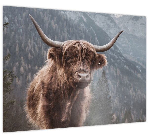 Tablou - Vaca Highlander (70x50 cm)