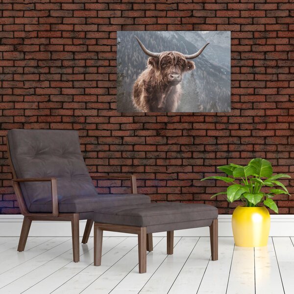 Tablou - Vaca Highlander (70x50 cm)