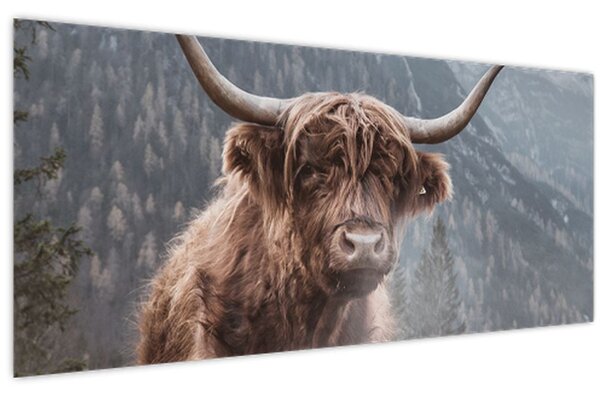 Tablou - Vaca Highlander (120x50 cm)