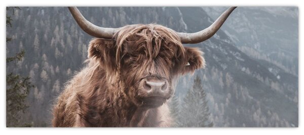 Tablou - Vaca Highlander (120x50 cm)