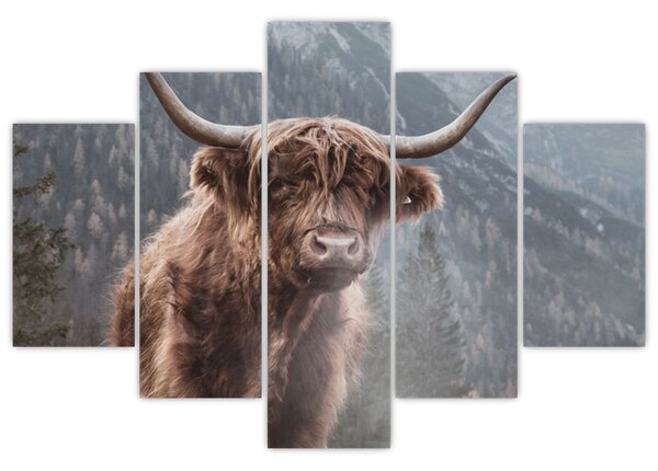 Tablou - Vaca Highlander (150x105 cm)