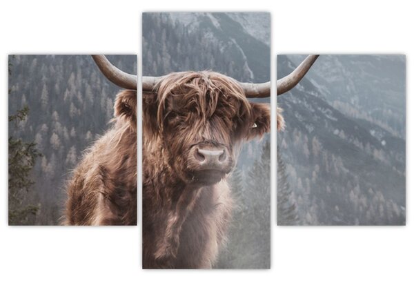Tablou - Vaca Highlander (90x60 cm)