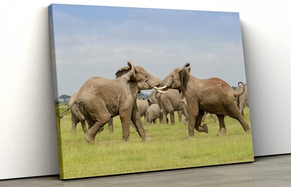 Tablou canvas "Lupta de elefanti"