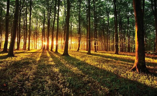 Raze de soare ce străbat prin pădure - 2226 - Fototapet24