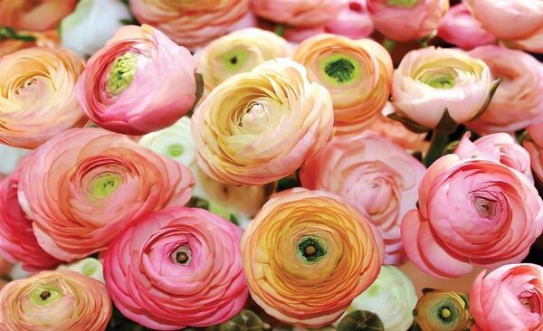 Cupe de ranunculus în culori delicate - 2298 - Fototapet24