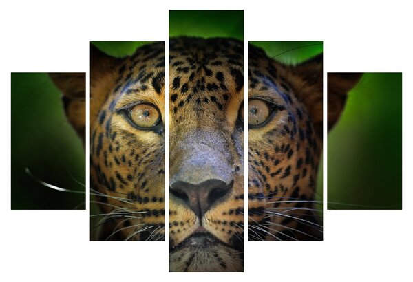Tablou - Portretul leoparduslui, Sri Lanka (150x105 cm)