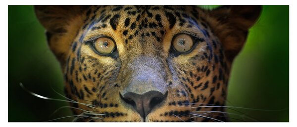 Tablou - Portretul leoparduslui, Sri Lanka (120x50 cm)