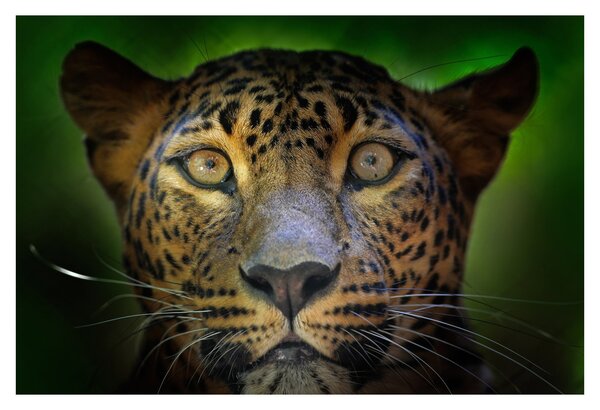 Tablou - Portretul leoparduslui, Sri Lanka (90x60 cm)
