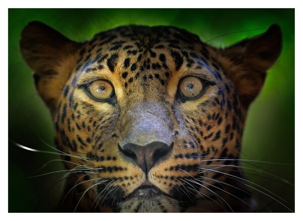 Tablou - Portretul leoparduslui, Sri Lanka (70x50 cm)