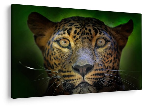 Tablou - Portretul leoparduslui, Sri Lanka (90x60 cm)