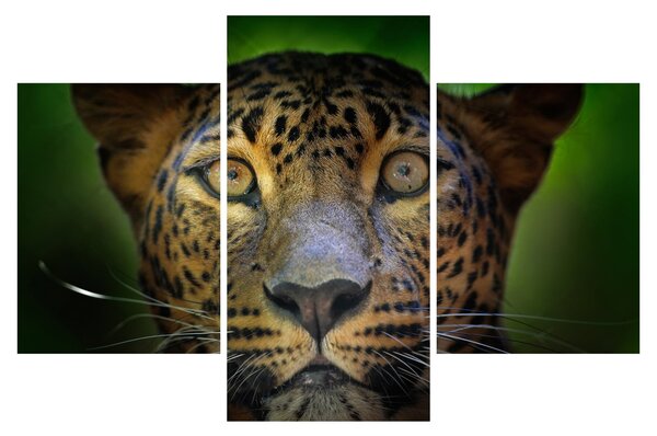 Tablou - Portretul leoparduslui, Sri Lanka (90x60 cm)