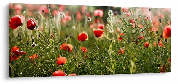 Tablou cu maci (120x50 cm)
