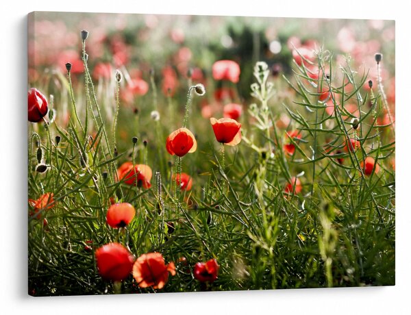 Tablou cu maci (70x50 cm)