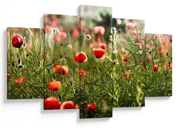 Tablou cu maci (150x105 cm)