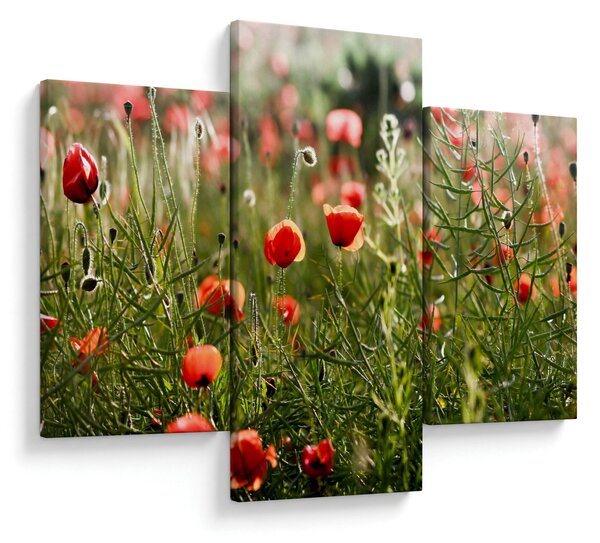 Tablou cu maci (90x60 cm)
