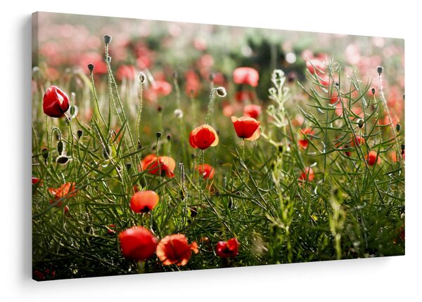 Tablou cu maci (90x60 cm)