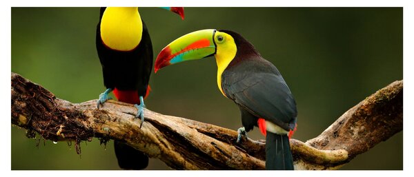Tablou tucani sezând , Costa Rica (120x50 cm)