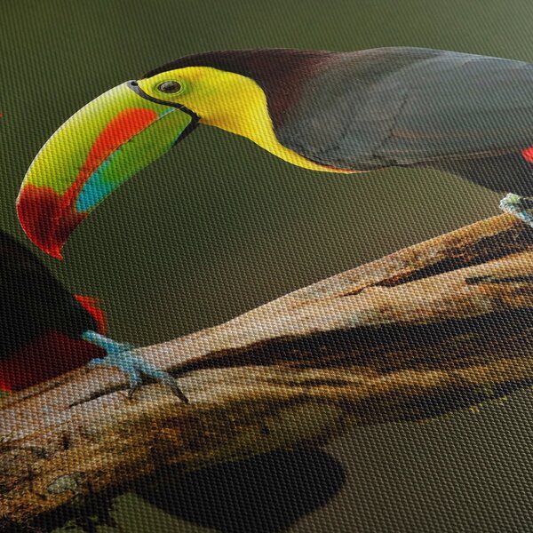 Tablou tucani sezând , Costa Rica (70x50 cm)