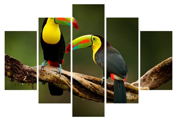 Tablou tucani sezând , Costa Rica (150x105 cm)