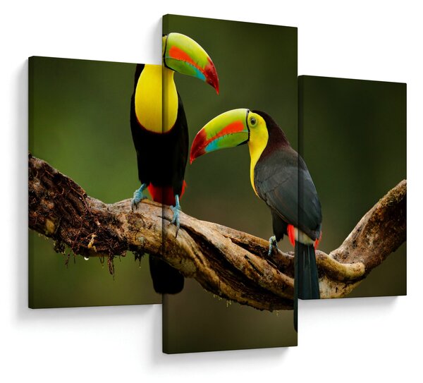 Tablou tucani sezând , Costa Rica (90x60 cm)