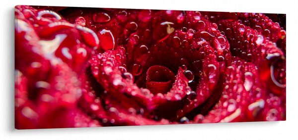 Tablou cu floarea trandafirului roșu (120x50 cm)