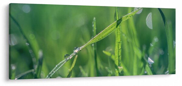 Tablou cu picături de rouă (120x50 cm)